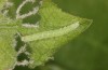 Scoliopteryx libatrix: L2 Raupe (e.o. S&uuml;dwestbayern, Memmingen, Eifunde am 13. Juli 2025) [S]