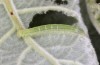 Scoliopteryx libatrix: L3 Raupe (e.o. S&uuml;dwestbayern, Memmingen, Eifunde am 13. Juli 2025) [S]