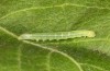 Scoliopteryx libatrix: L3 Raupe (e.o. S&uuml;dwestbayern, Memmingen, Eifunde am 13. Juli 2025) [S]