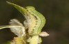 Scoliopteryx libatrix: L4 Raupe (e.o. S&uuml;dwestbayern, Memmingen, Eifunde am 13. Juli 2025) [S]
