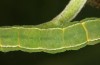 Scoliopteryx libatrix: L5 Raupe (e.o. S&uuml;dwestbayern, Memmingen, Eifunde am 13. Juli 2025) [S]