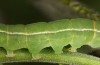 Scoliopteryx libatrix: L5 Raupe (e.o. S&uuml;dwestbayern, Memmingen, Eifunde am 13. Juli 2025) [S]