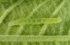 Scoliopteryx libatrix: Young larva (eastern Swabian Alb, Southern Germany, July 2011) [N]