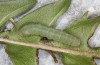 Polymixis lichenea: Half-grown larva (Spain, Sierra de Gredos, early March 2023) [S]