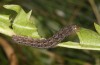 Polymixis lichenea: Raupe im letzten Stadium (e.l. Sierra de Gredos, Raupe Anfang März 2023) [S]