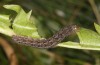 Polymixis lichenea: Larva in the final instar (e.l. Spain, Sierra de Gredos, larva in early March 2023) [S]