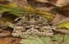 Polymixis lichenea: Weibchen (e.l. Sierra de Gredos, Raupe Anfang März 2023) [S]