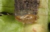 Polymixis lichenea: Larva in the final instar (e.l. Spain, Sierra de Gredos, larva in early March 2023) [S]