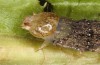 Polymixis lichenea: Larva in the final instar (e.l. Spain, Sierra de Gredos, larva in early March 2023) [S]