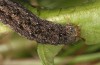 Polymixis lichenea: Larva in the final instar (e.l. Spain, Sierra de Gredos, larva in early March 2023) [S]