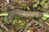 Polymixis lichenea: Raupe im letzten Stadium (e.l. Sierra de Gredos, Raupe Anfang März 2023) [S]