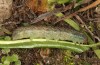 Polymixis lichenea: Larva in the final instar (e.l. Spain, Sierra de Gredos, larva in early March 2023) [S]