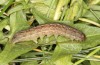 Polymixis lichenea: Larva in the final instar (e.l. Spain, Sierra de Gredos, larva in early March 2023) [S]