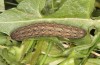 Polymixis lichenea: Raupe im letzten Stadium (e.l. Sierra de Gredos, Raupe Anfang März 2023) [S]