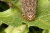 Polymixis lichenea: Larva in the final instar (e.l. Spain, Sierra de Gredos, larva in early March 2023) [S]