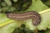 Polymixis lichenea: Raupe im letzten Stadium (e.l. Sierra de Gredos, Raupe Anfang März 2023) [S]