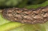 Polymixis lichenea: Larva in the final instar (e.l. Spain, Sierra de Gredos, larva in early March 2023) [S]