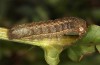 Polymixis lichenea: Larva in the final instar (e.l. Spain, Sierra de Gredos, larva in early March 2023) [S]