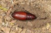 Polymixis lichenea: Pupa (e.l. Spain, Sierra de Gredos, larva in early March 2023) [S]