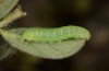 Polymixis lichenea: Halbwüchsige Raupe (Sierra de Gredos, Anfang März 2023) [M]