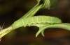 Polymixis lichenea: Half-grown larva (Spain, Sierra de Gredos, early March 2023) [M]