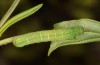 Polymixis lichenea: Half-grown larva (Spain, Sierra de Gredos, early March 2023) [M]