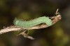 Polymixis lichenea: Halbwüchsige Raupe (Sierra de Gredos, Anfang März 2023) [S]