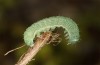 Polymixis lichenea: Half-grown larva (Spain, Sierra de Gredos, early March 2023) [S]