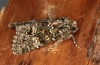 Polymixis lichenea: Female (e.l. Spain, Sierra de Gredos, larva in early March 2023) [S]