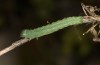 Polymixis lichenea: Half-grown larva (Spain, Sierra de Gredos, early March 2023) [S]