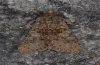 Polymixis lichenea: Falter (Fuerteventura)