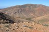Polymixis lichenea: Habitat auf Fuerteventura