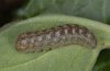 Polymixis lichenea: halbw�chsige Raupe
