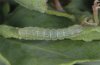 Polymixis lichenea: Jungraupe