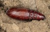 Polymixis lichenea: Pupa (e.l. Spain, Sierra de Gredos, larva in early March 2023) [S]