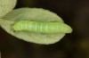 Polymixis lichenea: Halbwüchsige Raupe (Sierra de Gredos, Anfang März 2023) [M]