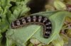 Polymixis lichenea: Raupe, dorsal