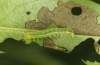 Craniophora ligustri: Young larva (eastern Swabian Alb, Southern Germany, September 2011) [N]