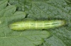 Ctenoplusia limbirena: Larva (Madeira, Ribeira da Janela, March 2013) [M]
