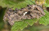 Ctenoplusia limbirena: Adult (e.l. Madeira 2013) [S]