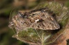 Ctenoplusia limbirena: Adult (e.l. Madeira 2013) [S]
