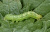 Ctenoplusia limbirena: Half-grown larva (Madeira, Ribeira da Janela, March 2013) [M]