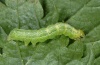 Ctenoplusia limbirena: Halbwüchsige Raupe (Madeira, Ribeira da Janela, März 2013) [M]