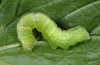 Ctenoplusia limbirena: Larva (Madeira, Ribeira da Janela, March 2013) [M]