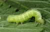 Ctenoplusia limbirena: Raupe (Madeira, Ribeira da Janela, März 2013) [M]