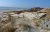 Mythimna litoralis: Larvalhabitat in Strandhafer-Dünen an der Küste bei Westenschouwen (Niederlande, Zeeland, März 2014) [N]