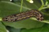 Spodoptera littoralis: Raupe (La Palma, Dezember 2010) [N]