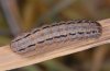 Acantholeucania loreyi: Larva, heavily sketched form, La Palma, December 2010), resulted in a typical A. loreyi. [S]