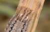 Acantholeucania loreyi: Larva, heavily sketched form, La Palma, December 2010),  [S]