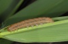 Acantholeucania loreyi: Halbwüchsige Raupe (La Gomera 2013) [M]